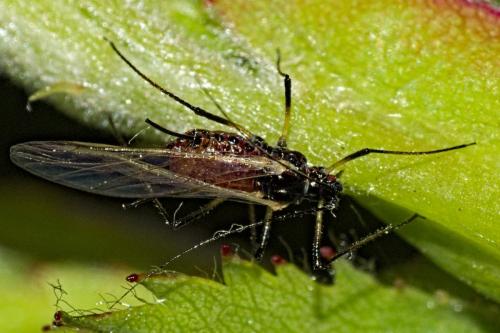 Réf. 341 983 : Macrosiphum rosae
